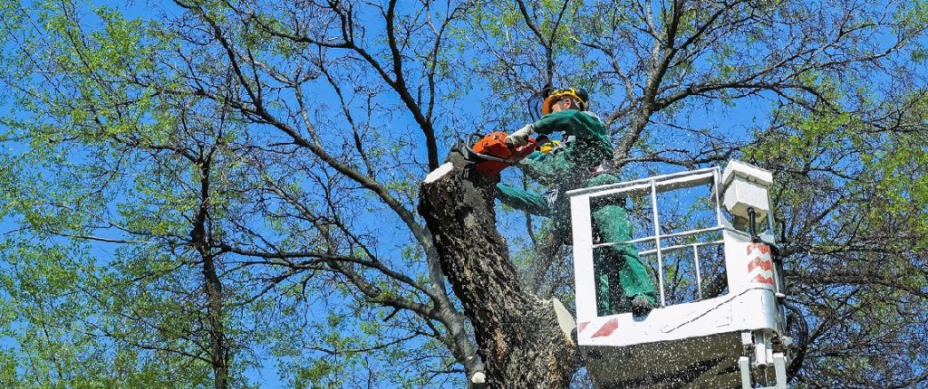 manhattan tree removal