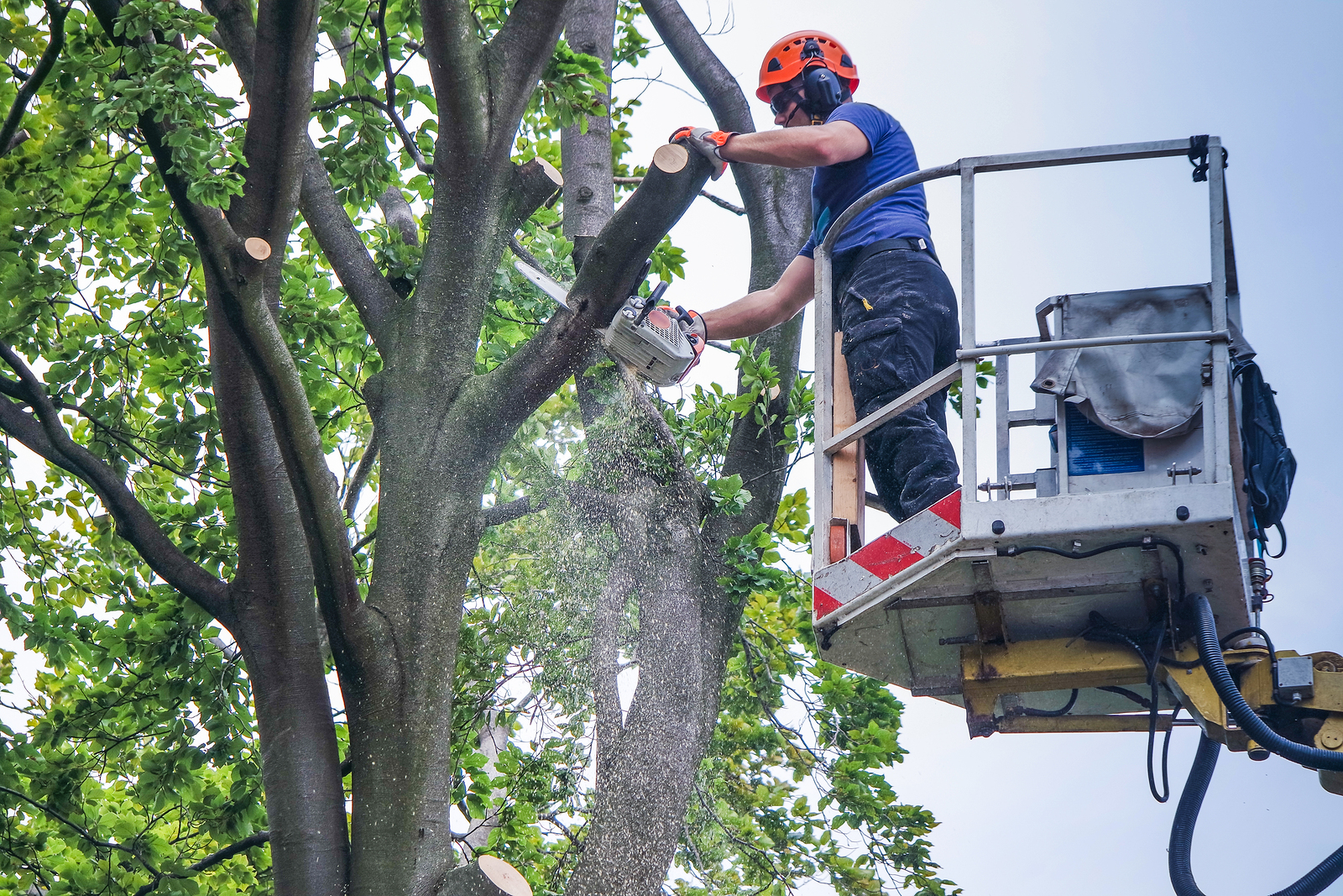 Manhattan Tree Removal Photo 2