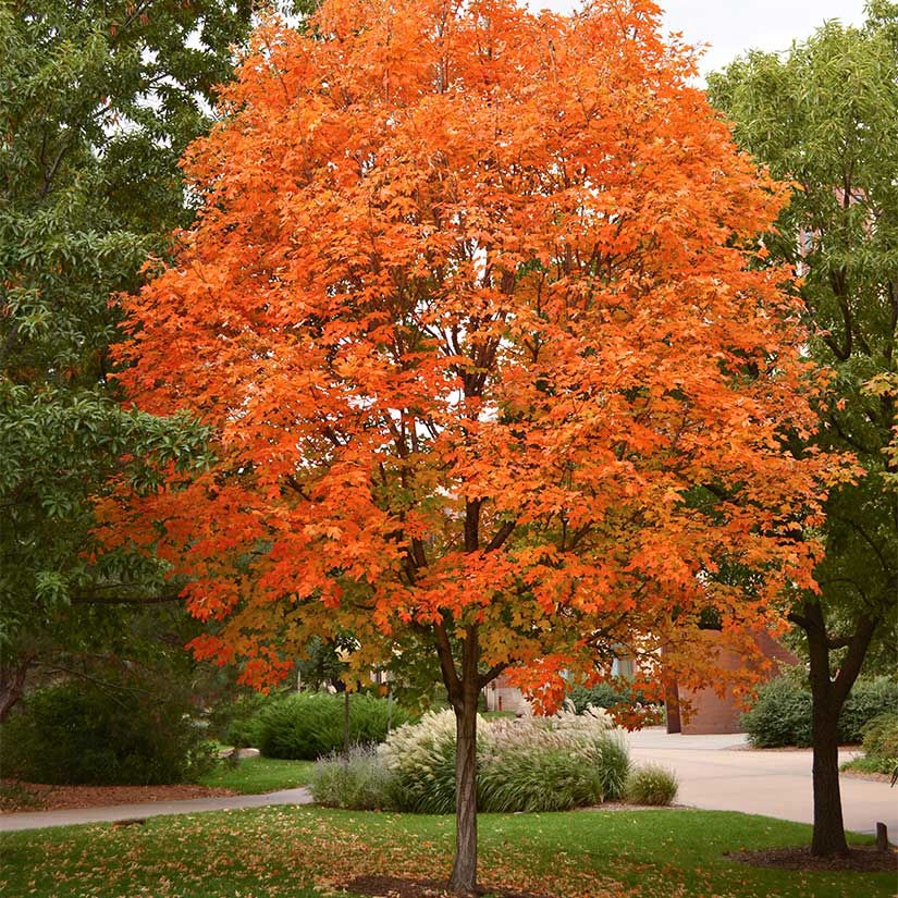 0000563 sugar maple 0000563 sugar maple