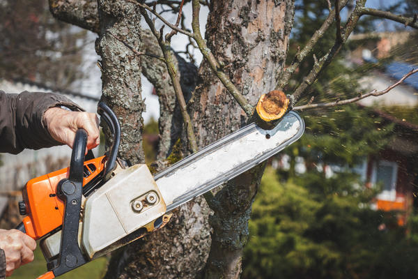 Man cutting branch tree using chainsaw. Working in garden during springtime.