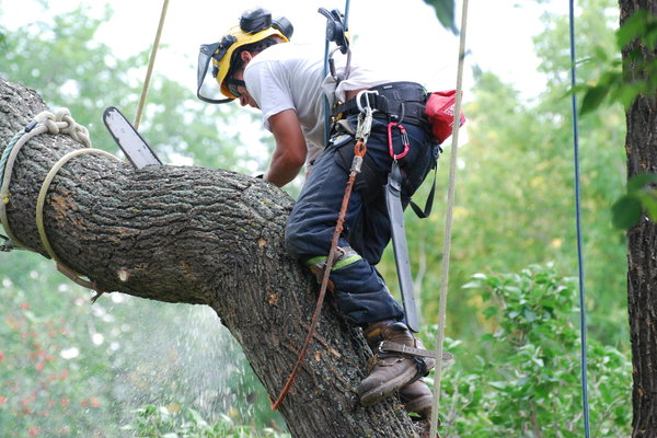 Tree removal services